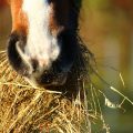 Vad bör hästar äta?