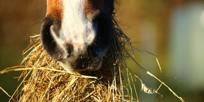 Vad bör hästar äta?