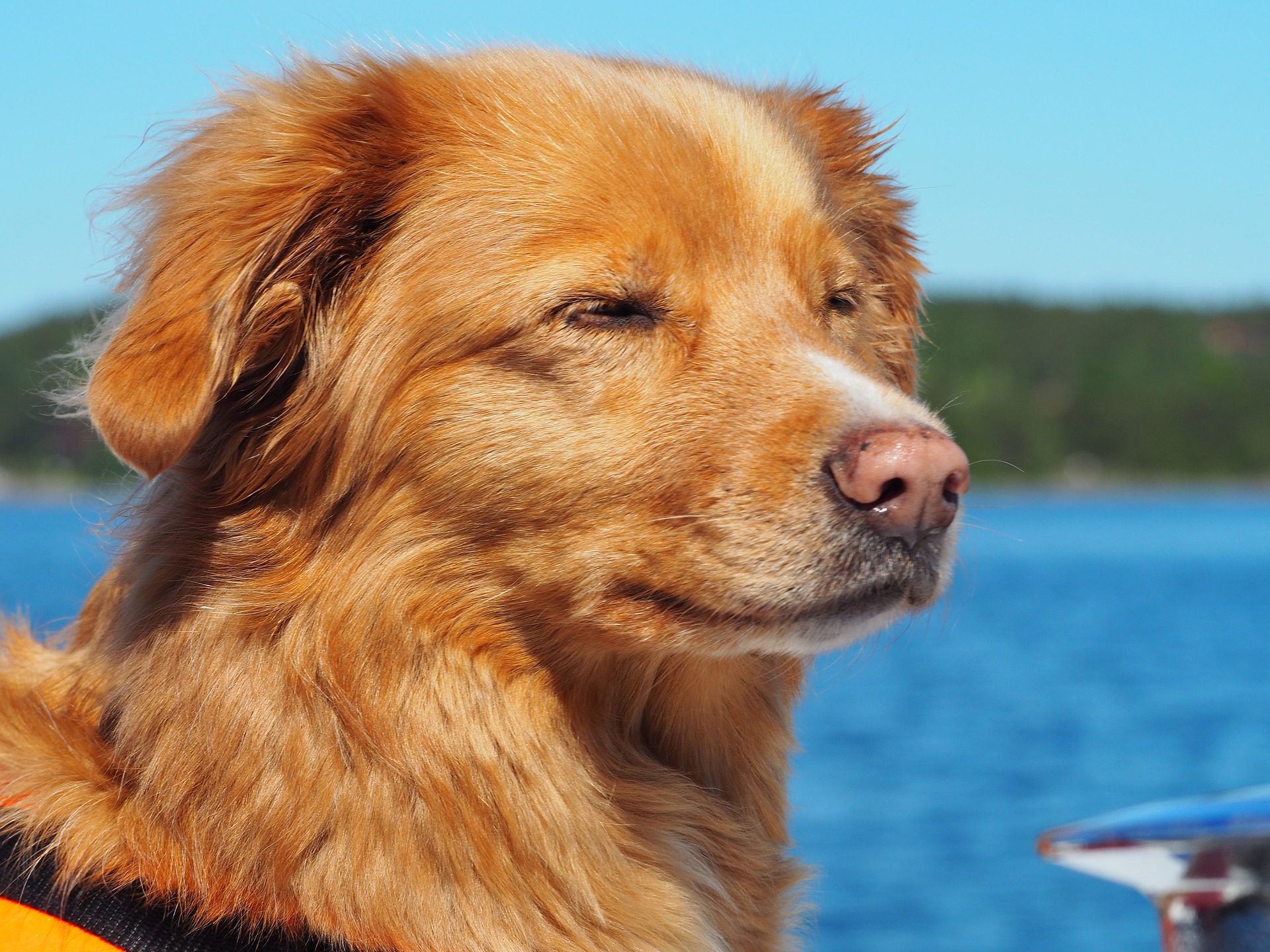 Ställ ut din hund