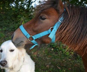 Har du hundvett i stallet?