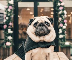 Utrusta din hund med en praktisk garderob