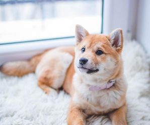 Försäkra din hund