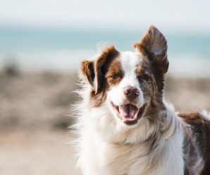 Kläder för ett aktivt hundliv